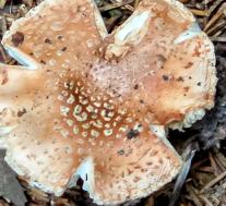 Amanita rubescens