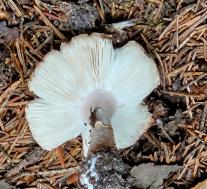 Amanita rubescens