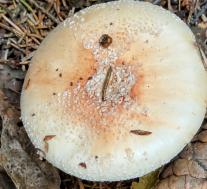 Amanita rubescens