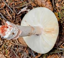 Amanita rubescens