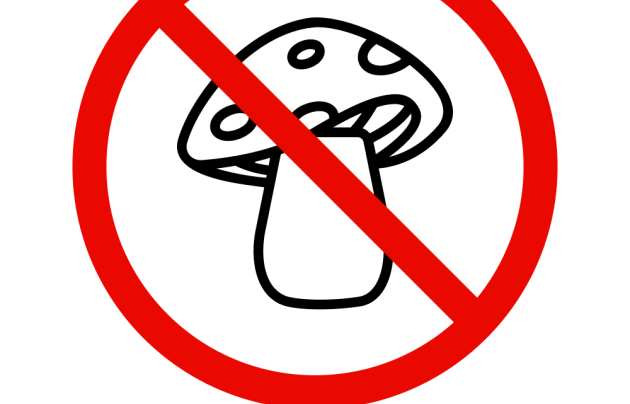 Правила сбора грибов